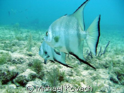 Spade Fish on the first reef line off Lauderdale by the Sea by Michael Kovach 